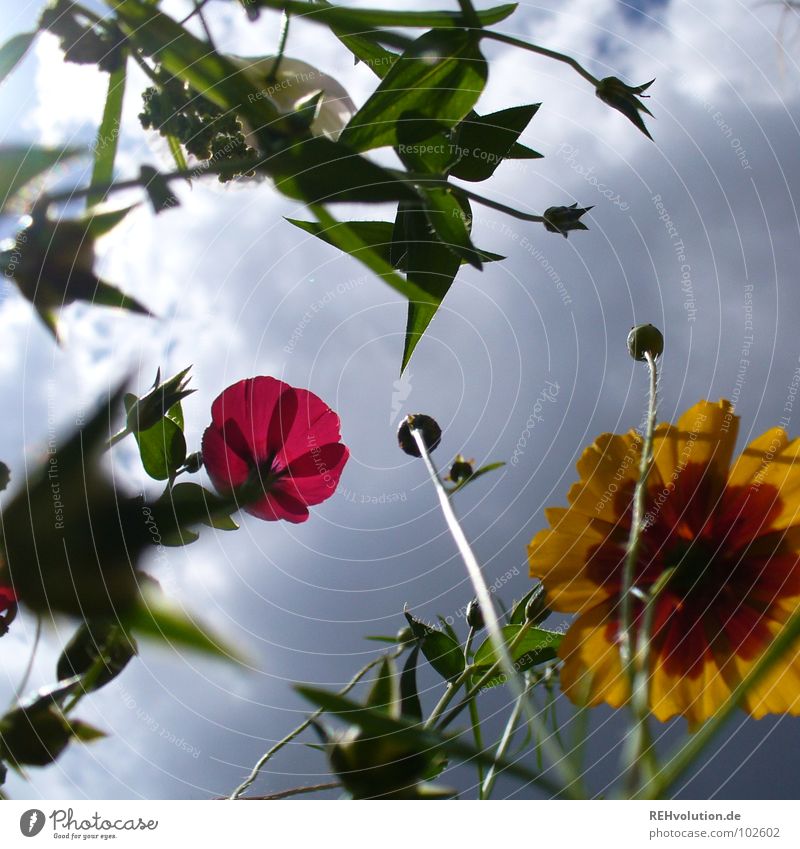 Alarm für wasserscheue Insekten ... Blume Wiese Wolken Gewitterwolken Wachstum Froschperspektive streben bedrohlich Pflanze Blüte Sommer mehrfarbig frisch kalt