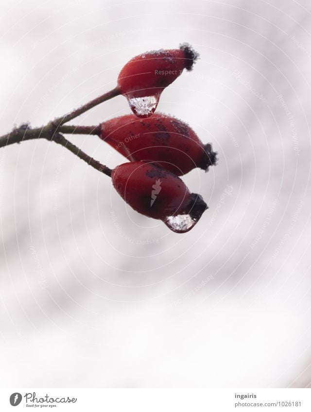 Hagebuttenicetea Frucht Natur Pflanze Wassertropfen Himmel Wolken Winter Klima Eis Frost kalt nass natürlich stachelig trist grau rot weiß stagnierend Stimmung