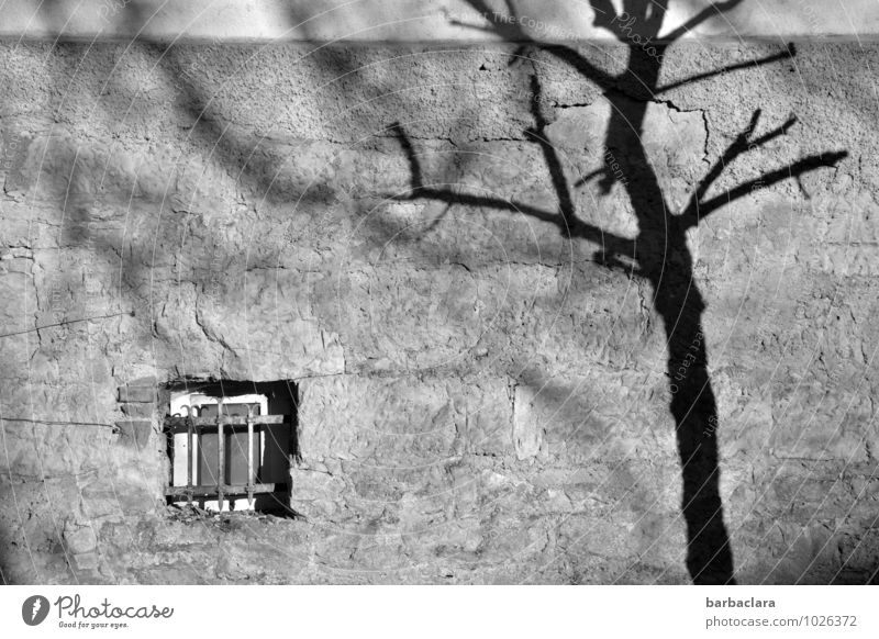 Wo sind sie geblieben? Mittelalter Baum Altstadt Haus Mauer Wand Fassade Fenster Gitter Stein bedrohlich dunkel einfach Gefühle Stimmung Einsamkeit Traurigkeit