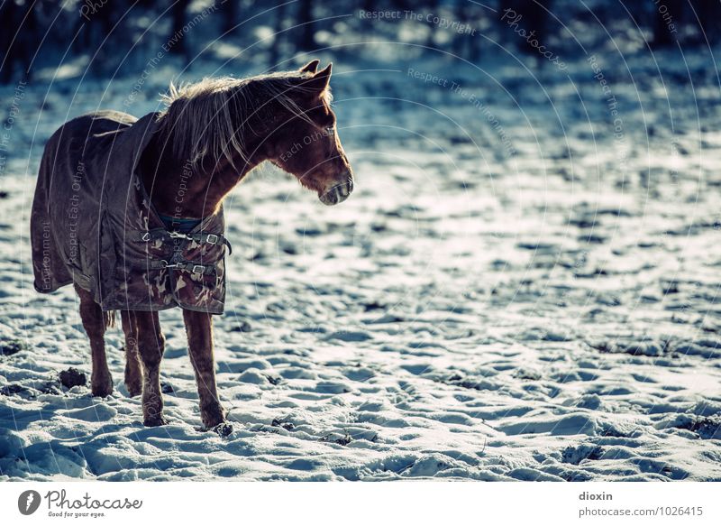Kalte Hufe Umwelt Natur Schnee Weide Tier Haustier Nutztier Pferd 1 frieren stehen kalt Klima Farbfoto Außenaufnahme Menschenleer Textfreiraum rechts Tag
