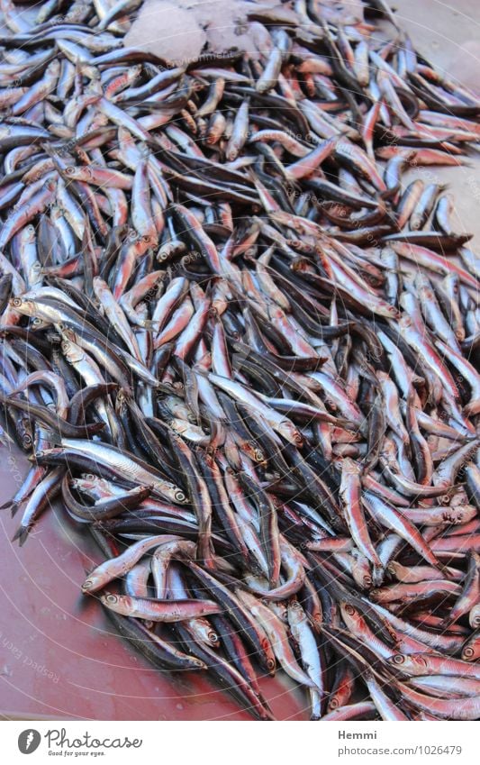 Heute gibts Fisch Tier Nutztier Tiergruppe Schwarm schwarz silber weiß Fischereiwirtschaft Fischauge Tod toter Fisch tote Fische Fischschwarm Fischgericht