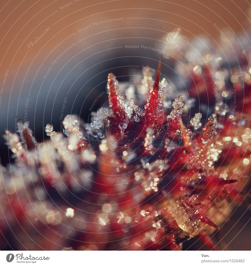 Dornrötchen Natur Pflanze Winter Eis Frost Schnee stachelig Brombeerbusch kalt rot Farbfoto mehrfarbig Außenaufnahme Nahaufnahme Detailaufnahme Makroaufnahme