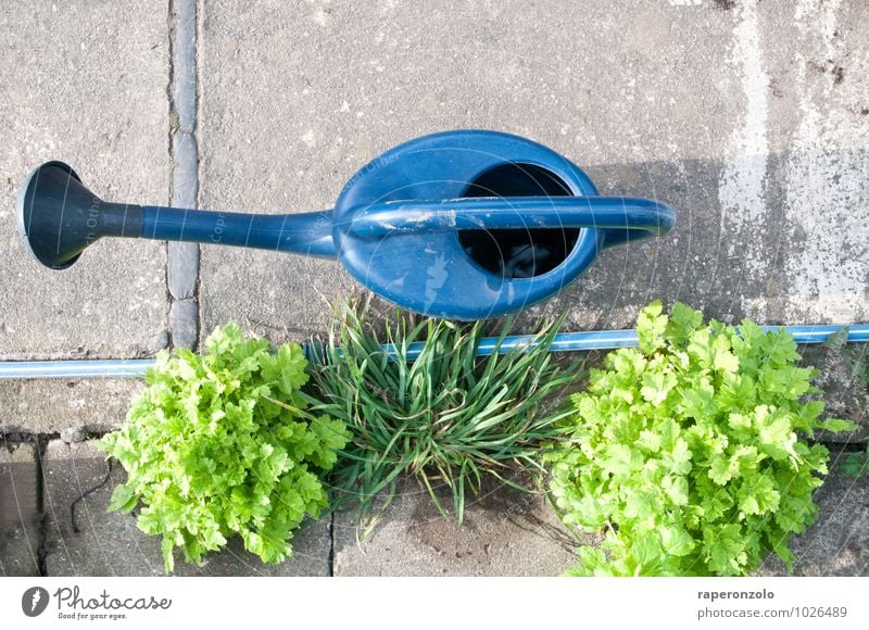 Zementgarten Freizeit & Hobby Garten Gartenarbeit Pflanze Gras blau grau grün Fürsorge gießen Gießkanne Beton betoniert zementiert sprießen Stadt