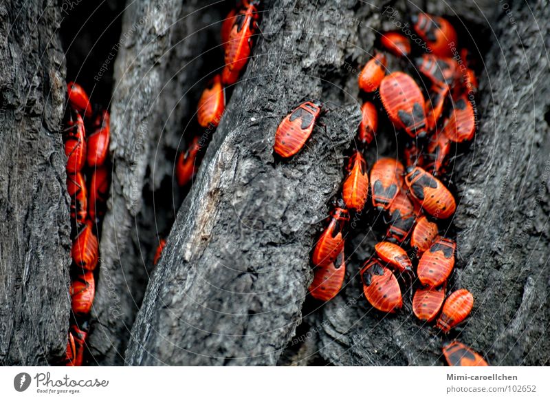 das große Krabbeln... rot schwarz Insekt klein Baum dunkel Baumrinde grau Breslau hell nah Außenaufnahme Käfer Polen Bewegung Freiheit Nahaufnahme
