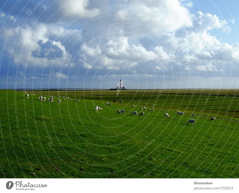 Westerhever Leuchtturm Deich Schaf Wolken Nordfriesland Strand Küste Himmel Nordsee Ferne