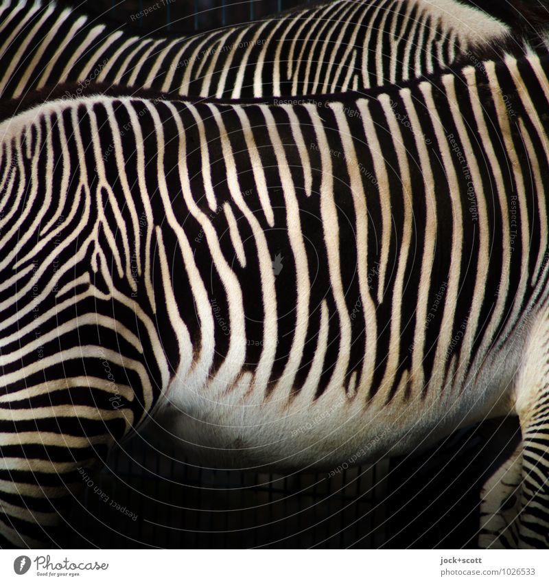 Streifen machen schlank Zebra 2 Tierpaar authentisch Inspiration Illusion Tarnung nebeneinander Evolution Detailaufnahme abstrakt Muster Strukturen & Formen