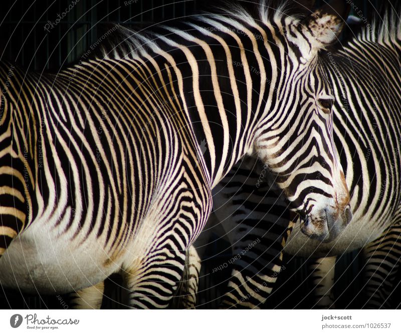 Zebras zusammen stehen 2 Tierpaar Inspiration Reaktionen u. Effekte Tarnung Tarnfarbe gleich abstrakt Muster Schatten Silhouette Low Key Tierporträt Profil