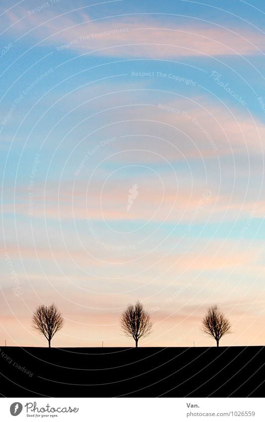 Die drei lustigen Zwei Natur Landschaft Himmel Wolken Winter Pflanze Baum blau rosa schwarz 3 Ferne Horizont Farbfoto Gedeckte Farben Außenaufnahme Menschenleer