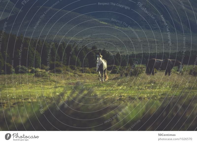 Wildpferde Reitsport Umwelt Natur Landschaft Grünpflanze Wiese Feld Wald Berge u. Gebirge Patagonien Argentinien Tier Pferd 2 Herde Abenteuer Freiheit