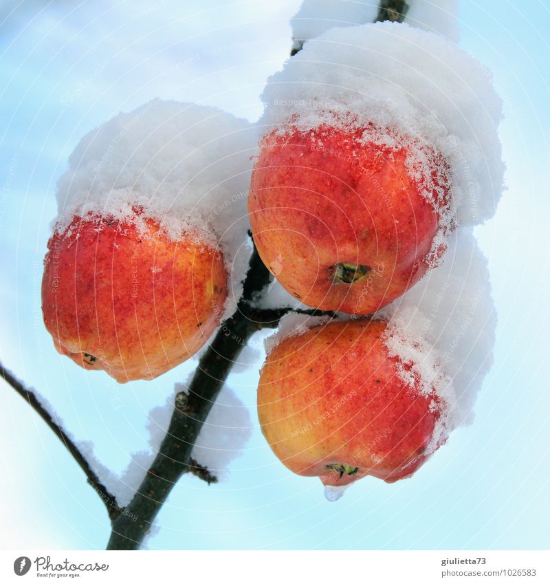 So wächst Tiefkühlkost Umwelt Natur Winter Klima Eis Frost Schnee Pflanze Baum Nutzpflanze Apfel Apfelbaum Obstbaum Frucht Garten frieren hängen frisch