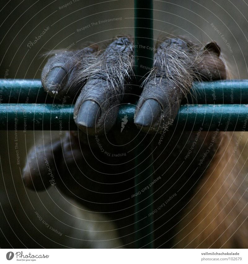 Einsam und Allein gefangen Affen Finger Hand Fingernagel Zaun Gitter Einsamkeit Trauer Stinkefinger Fingerabdruck Haftstrafe Zoo Zirkus Tier Säugetier Falte