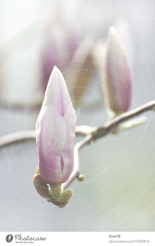 Frühling ist ... wenn die Magnolien blühen. Garten Umwelt Natur Pflanze Schönes Wetter Baum Sträucher Blüte Blütenknospen Magnoliengewächse Magnolienblüte