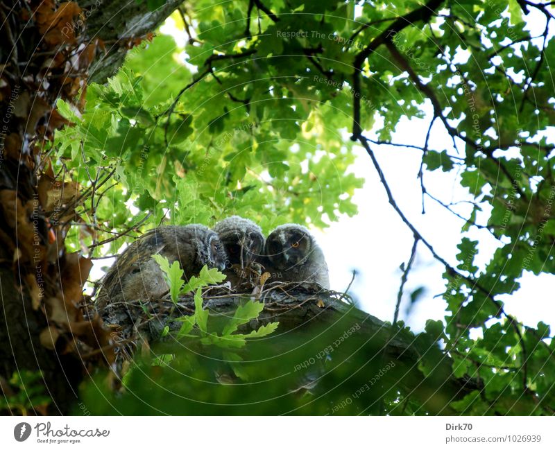 Zusammenglucken (Geschwisterliebe) Umwelt Natur Baum Ast Eiche Blätterdach Blatt Wald Tier Wildtier Vogel Waldohreule Küken Ästling 3 Tierjunges Tierfamilie