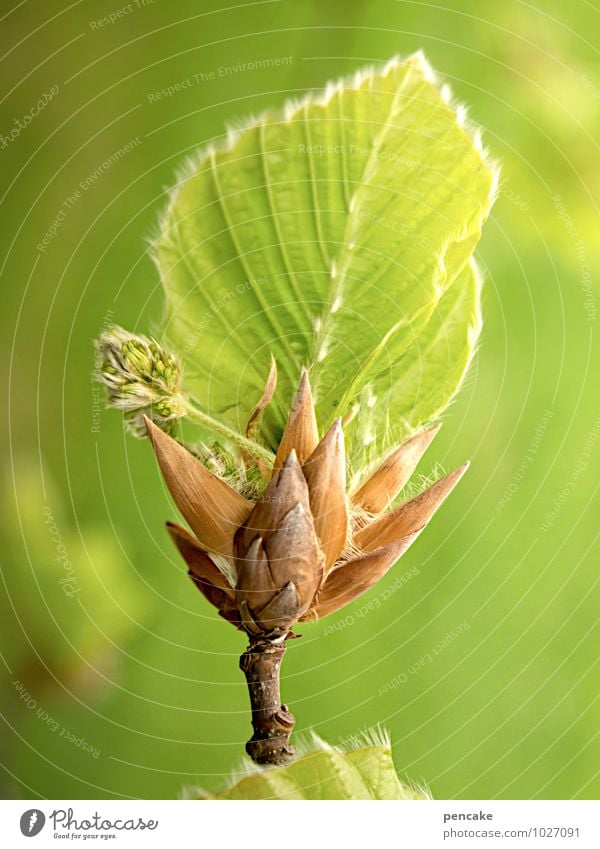 hoffnungsträger Natur Urelemente Frühling Schönes Wetter Baum Blatt Wald Zeichen atmen Duft authentisch Erfolg positiv saftig grün Glück Optimismus schön