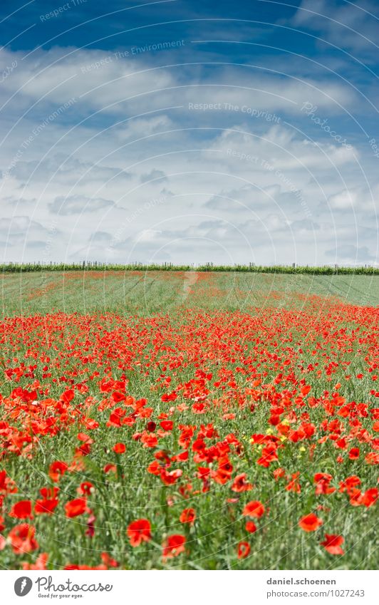 nein, nicht in der Toskana ! Natur Landschaft Pflanze Himmel Wolken Sommer Schönes Wetter Blüte Wiese Feld schön blau mehrfarbig grün rot weiß Menschenleer