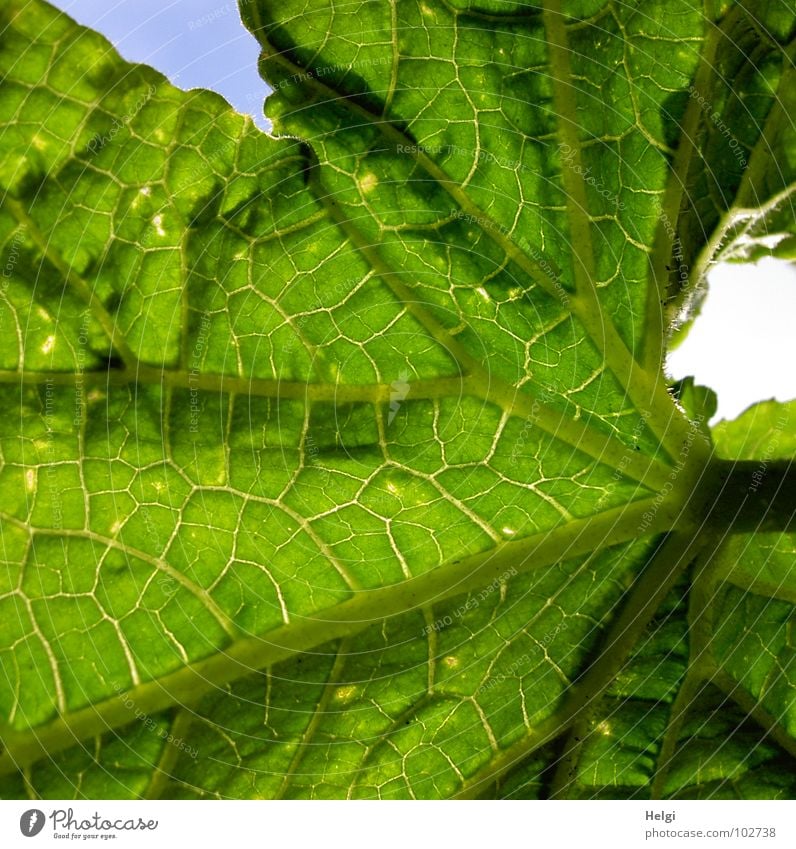 Gurkenblatt Blatt grün Blattgrün Wachstum Stengel Gefäße Froschperspektive Pflanze Kübel gedeihen gelb braun nah Gemüse Makroaufnahme Nahaufnahme Salatgurke
