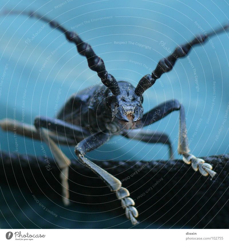 Aromia Moschata Umwelt Natur Tier Käfer 1 fliegen krabbeln gruselig blau schwarz Angst Entsetzen Schüchternheit Moschusbock Bockkäfer Sechsfüßer Insekt Fühler