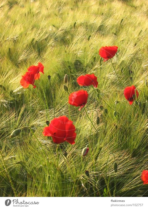 Mohn im Kornfeld Sommer Hippie rot Landwirtschaft Getreibe Leben Blumen. pflanzen