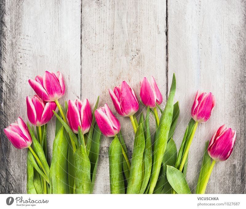 Pink Tulpen auf Holztisch Stil Design Garten Innenarchitektur Dekoration & Verzierung Feste & Feiern Valentinstag Muttertag Geburtstag Natur Pflanze Frühling