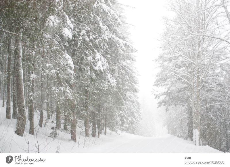 weiß auf weiß Freizeit & Hobby Ausflug Winter Schnee Winterurlaub Umwelt Natur Landschaft Pflanze Klima Wetter Schönes Wetter schlechtes Wetter Unwetter Wind