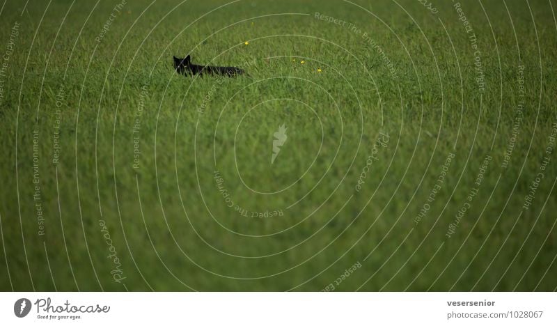 mouse hunter Gras Wiese Tier Katze 1 beobachten Jagd Neugier grün Verschwiegenheit Wachsamkeit Interesse Schüchternheit Erwartung einzigartig Konzentration