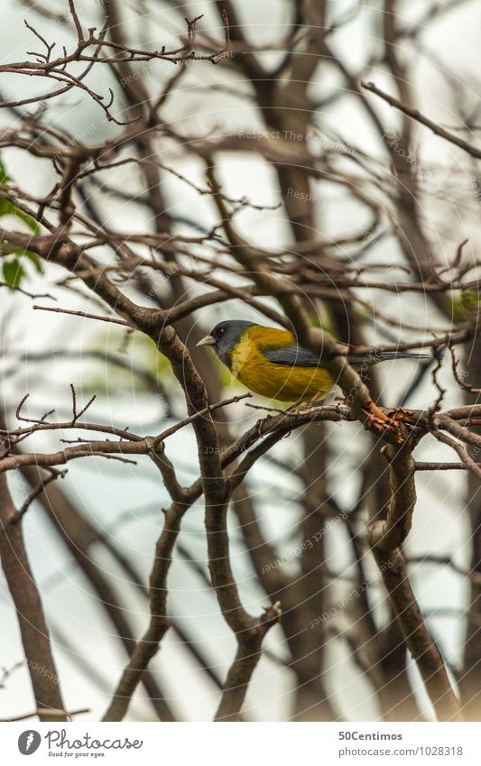 gelber Vogel - der Frühling kommt Umwelt Natur Wald Tier Wildtier 1 sitzen Freizeit & Hobby Neugier Pause Ferne ruhig Zweige u. Äste Baumkrone singen zwischen