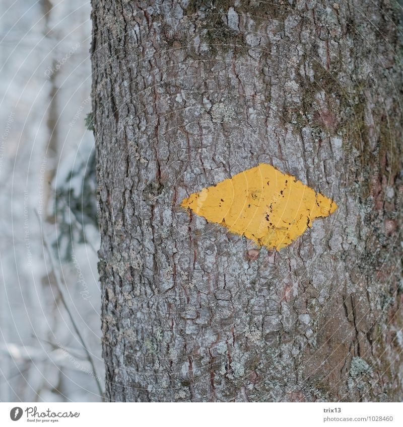 wegweisend Ausflug Winter wandern Natur Baum Moos Wald Holz gelb weiß Wegweiser Pfeil Farbfoto Außenaufnahme Nahaufnahme Detailaufnahme Strukturen & Formen