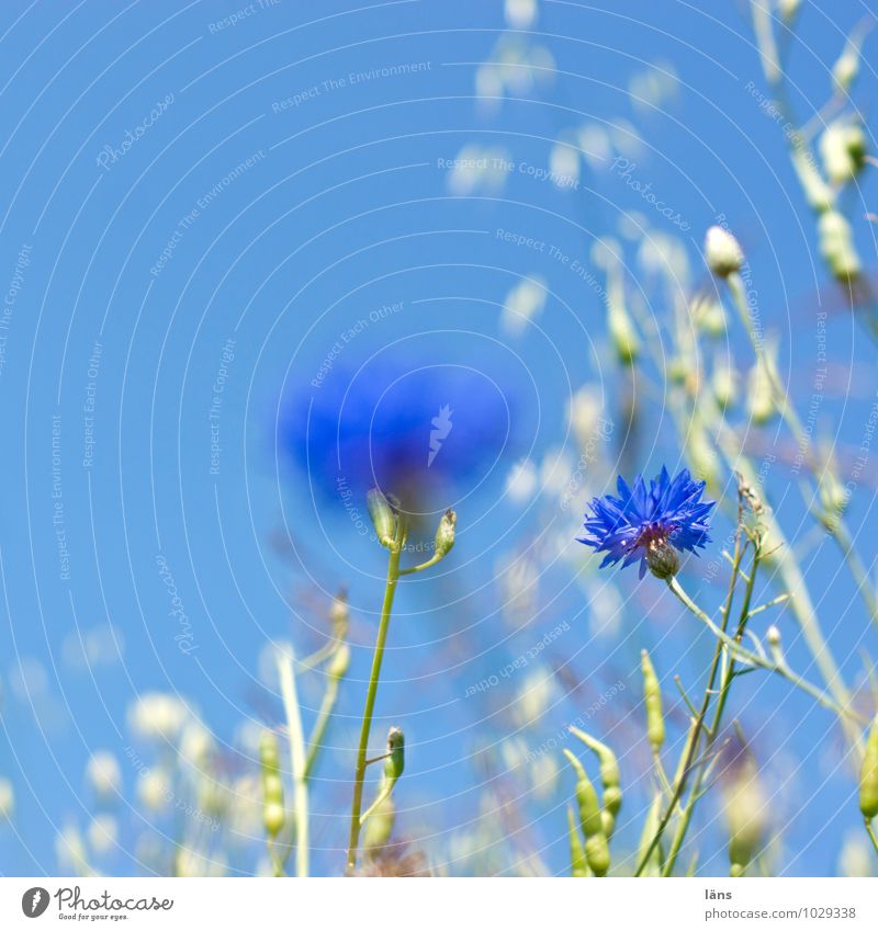 kornblumenblau Umwelt Natur Landschaft Pflanze Himmel Wolkenloser Himmel Sommer Schönes Wetter Blume Blüte Wildpflanze Kornblume Feld Blühend Wachstum Beginn