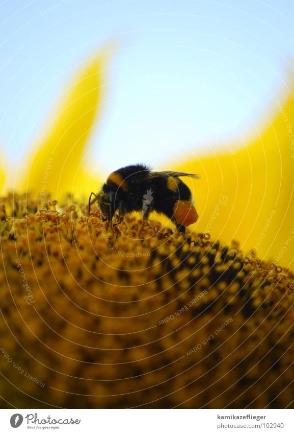 eingeschmaddert...... Wespen Sonnenblume Honig gelb braun Sommer Beine Insekt Sammlung süß Hummel biene? Pollen Stempel Flügel Himmel orange Fressen
