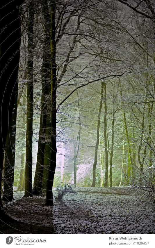 Erster Schnee Umwelt Natur Landschaft Winter Baum Park Wald leuchten braun gelb grau grün schwarz weiß Farbfoto Außenaufnahme Menschenleer Textfreiraum unten
