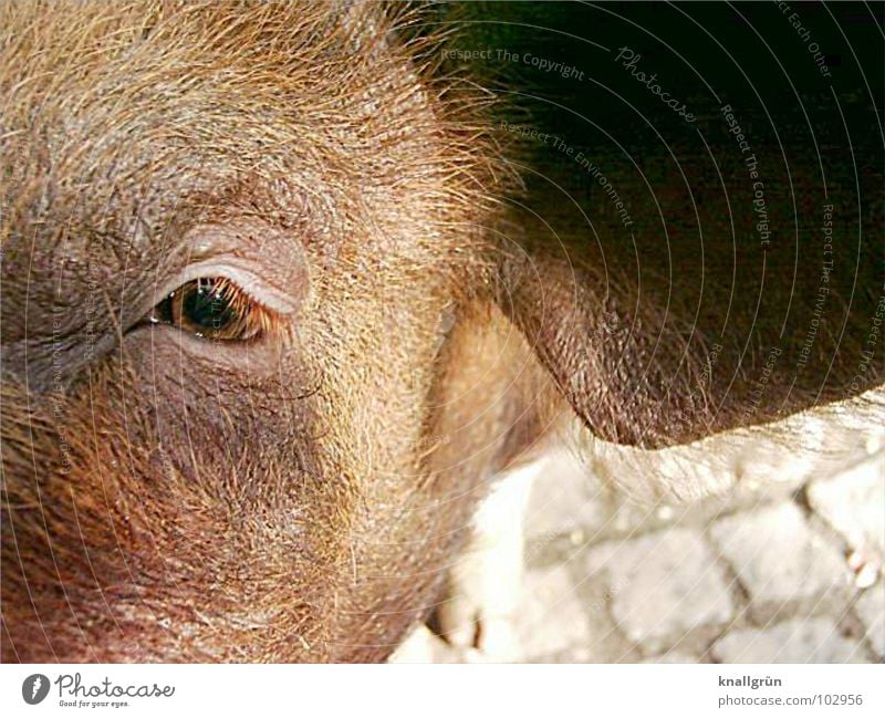 Braunauge Schwein braun Borsten Wimpern Sonnenstrahlen Tier Säugetier Haare & Frisuren Ohr pPlastersteine Blick Auge