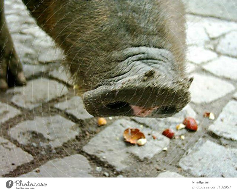 Was vom Essen übrig blieb Rüssel Schwein braun grau Futter Rest Nasenloch Borsten Fell Paarhufer Tier Mahlzeit Säugetier Kopfsteinpflaster Falte Essensreste