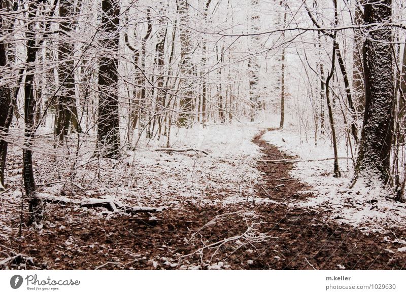 Winterwald Natur Landschaft Pflanze Schnee Wald Waldweg natürlich Erholung kalt Problemlösung Optimismus Surrealismus träumen Traurigkeit Umwelt Gedeckte Farben