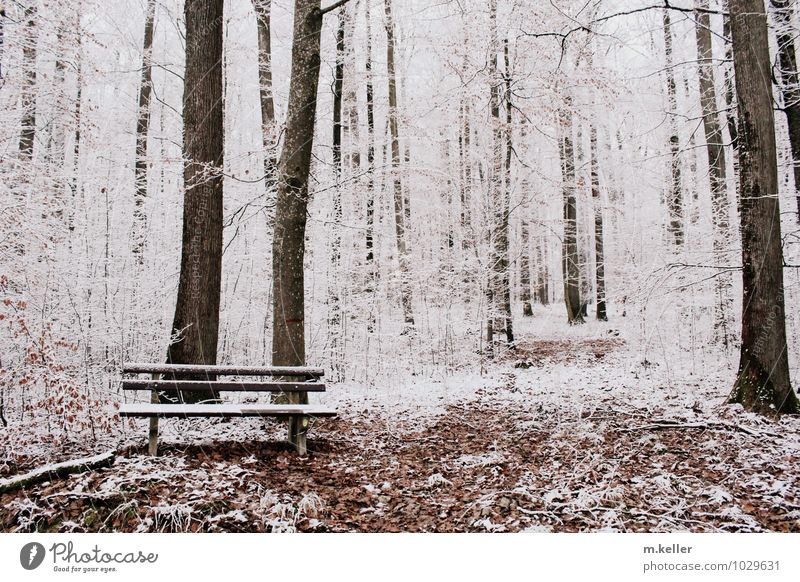 Ruhe Schnee Wald Bank Zufriedenheit ruhig Einsamkeit Erschöpfung Hoffnung Inspiration Tod Gedeckte Farben Tag