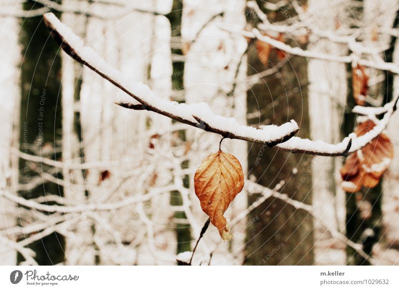 Blatt im Schneewald Umwelt Natur Widerstandskraft Identität Mut Gedeckte Farben Tag