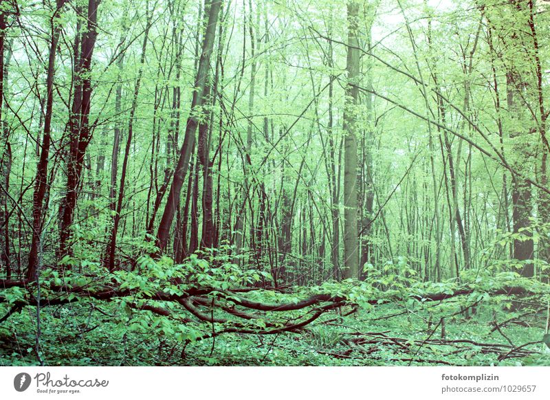 grüner Urwald in Deutschland Wald Bäume Frühling Vegetation Efeu Frühlingsgefühle Einsamkeit entdecken Grünpflanzen Erholung Zufriedenheit ruhig zugewachsen