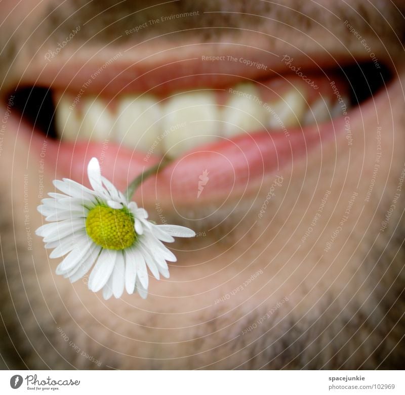 Blumenkind Lippen Bart Barthaare Mann Frühling Sommer Blüte Lebensfreude Hippie Gänseblümchen Sommergefühl Pflanze skurril Freude Mund Gesicht Duft Natur Flower