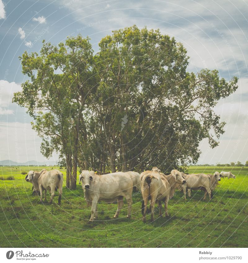 Muuuhhhhh!?! Baum Weide Nutztier Kuh Rind Rinderhaltung Rinderbraten Tiergruppe Herde Blick stehen frisch Glück natürlich grün Gelassenheit nachhaltig Natur