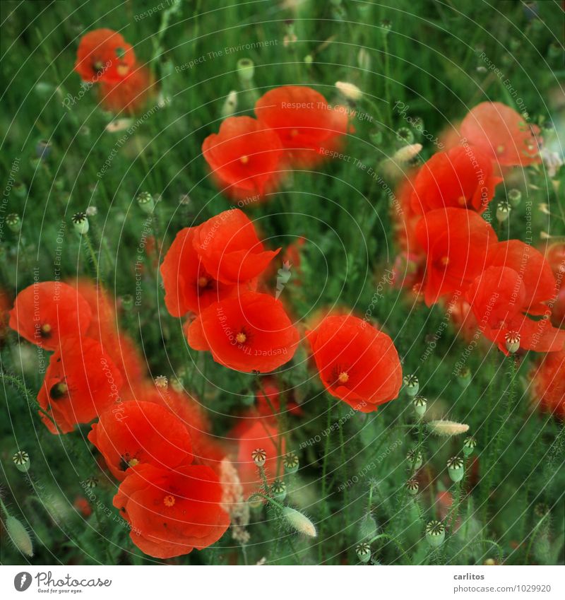 Mohntag 2 rot Blume Blüte Kapsel Blütenblatt grün Unschärfe Doppelbelichtung