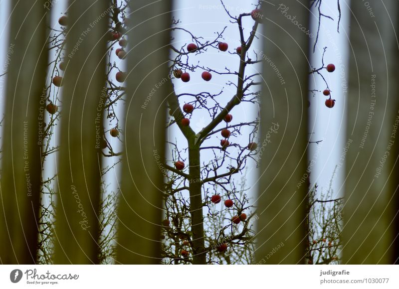 Winterapfel Umwelt Natur Pflanze Baum Garten Zaun dehydrieren Wachstum natürlich trist Apfel Apfelbaum Ernte Farbfoto Außenaufnahme Menschenleer