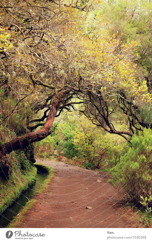 Levada Natur Landschaft Pflanze Herbst Baum Sträucher Moos Wald Madeira Wege & Pfade braun gelb grün Farbfoto mehrfarbig Außenaufnahme Menschenleer Tag