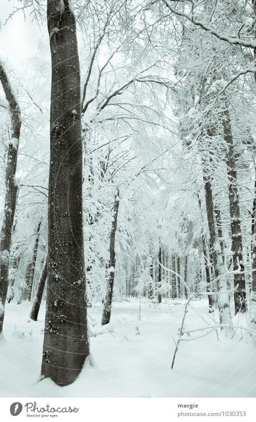 Verschneiter Winterwald Umwelt Natur Landschaft Klima Klimawandel Eis Frost Schnee Schneefall Grünpflanze Wald weiß Gefühle Stimmung Romantik Einsamkeit
