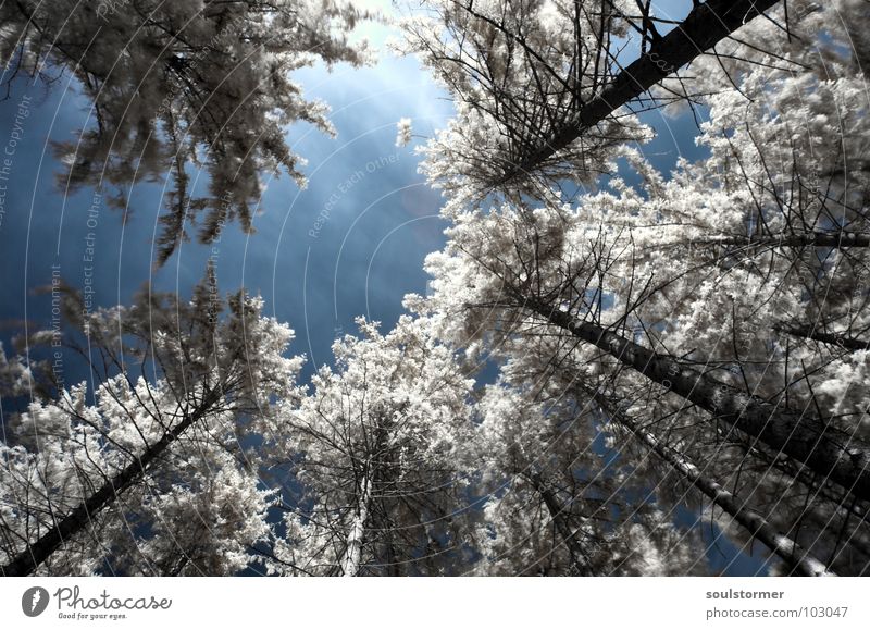 Baumkronen Infrarotaufnahme weiß Farbinfrarot Personenzug schwarz Wolken Gras Wegrand Wiese Holzmehl Wood-Effekt traumhaft außergewöhnlich träumen Zaun Wald