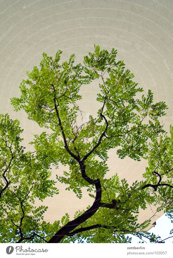 Robinie Akazie Schmetterlingsblütler Sommer Baum Baumstamm Blüte Reifezeit Pflanze Ozonloch CO2-Ausstoß Japan Schöneberg schmettern zerschmettern Ast Zweig