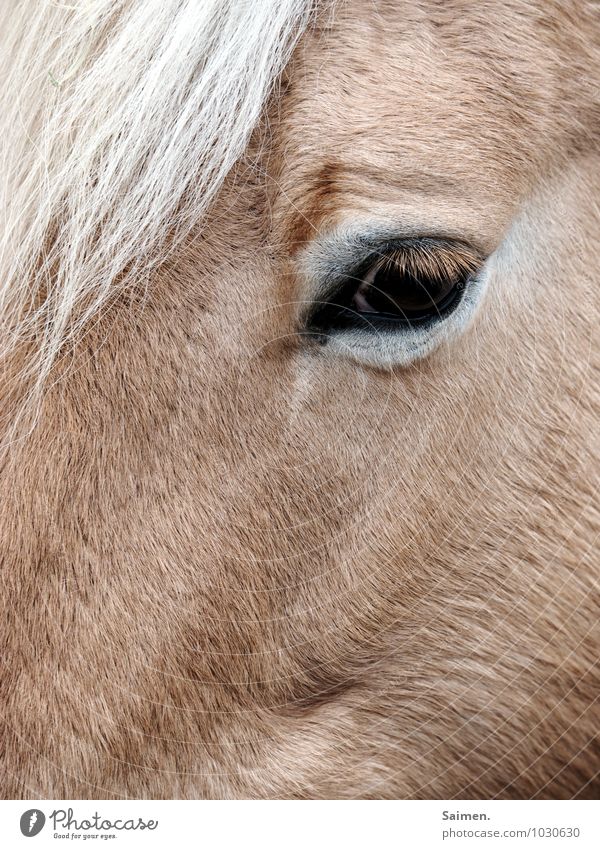 pony Tier Nutztier Pferd Tiergesicht 1 Blick natürlich braun Fell Fellfarbe Pferdeauge Gedeckte Farben Außenaufnahme Textfreiraum unten Tag Tierporträt