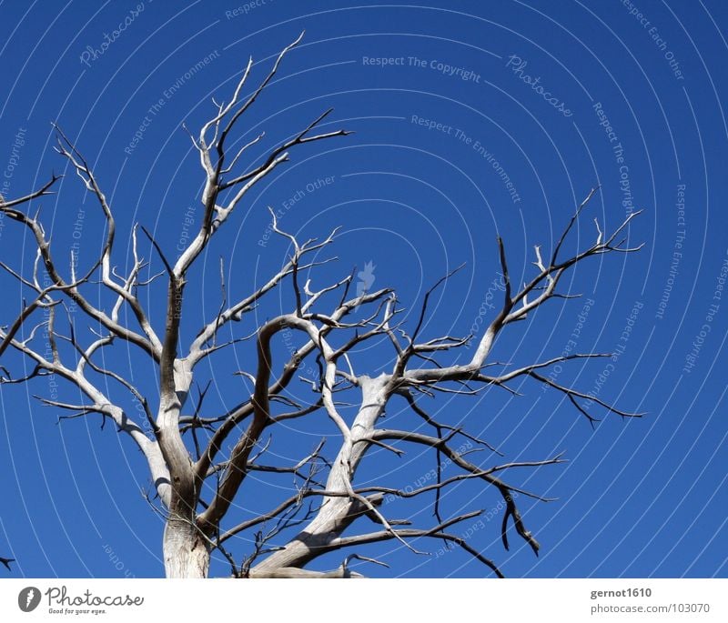 Skelett Baum trocken Dürre laublos Physik grau schwarz bleich ausgebleicht Tod ökologisch Desaster Ozonloch Sonnenlicht Strahlung Holz Frankreich vergangen