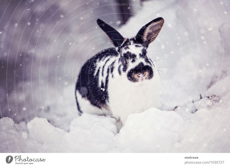 Schneehase Flecki Umwelt Winter Schönes Wetter Schneefall Haustier Fell Zwergkaninchen Säugetier Nagetiere Hasenohren Schnauze Schnauzharre Hase & Kaninchen