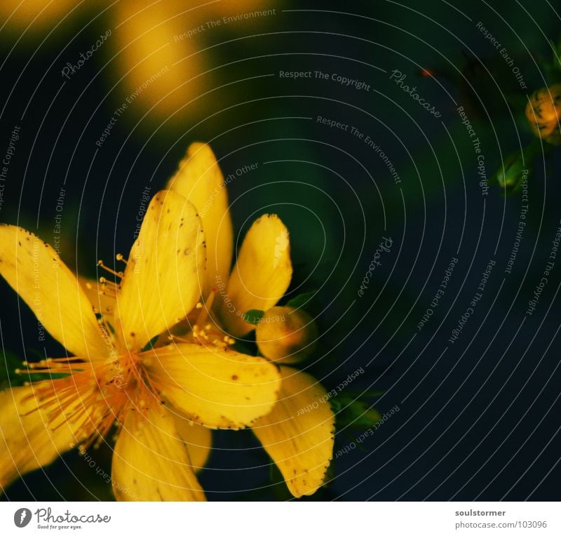 Flower... Blume gelb grün Blüte Pflanze Vergänglichkeit Pollen Lebenslauf Makroaufnahme Nahaufnahme ausgeblüht neu alt Tod Ende Beginn