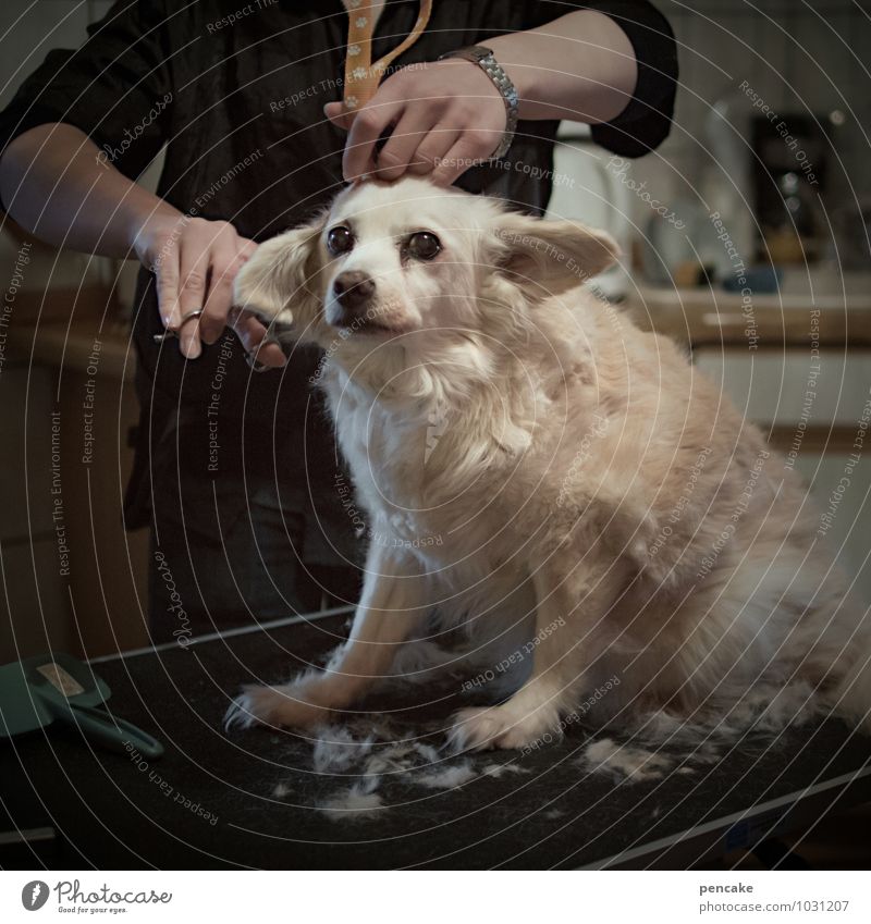 nie wieder | zum frisör Tier Haustier Hund 1 beobachten Denken frieren Häusliches Leben Tapferkeit Angst Stress Friseur Friseursalon Haare schneiden Wohnung