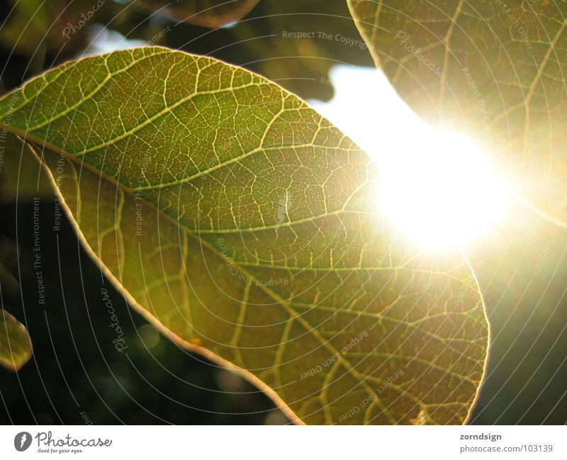 Sonnenblatt Blatt Baum Sträucher Abenddämmerung grün Sommer Gefäße Muster Gegenlicht Erholung Grünpflanze Garten Park